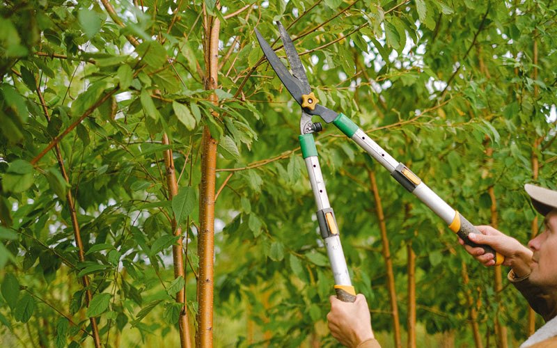 Tree trimming in Estacada, OR